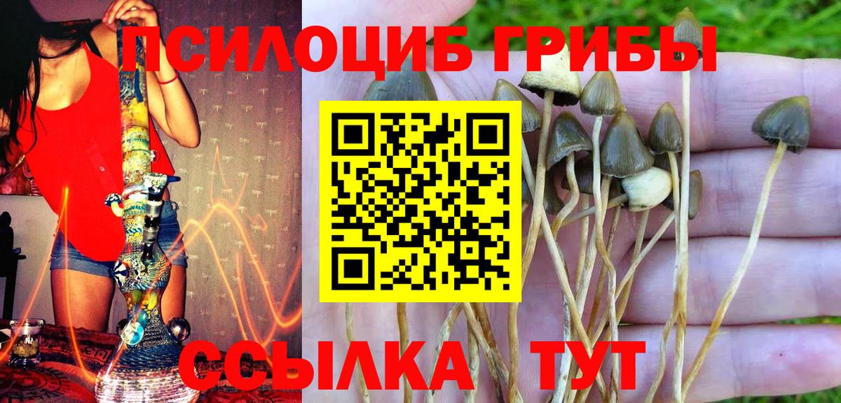 Сертолово  Галлюциногенные грибы Psilocybine cubensis  Вход с VPN 